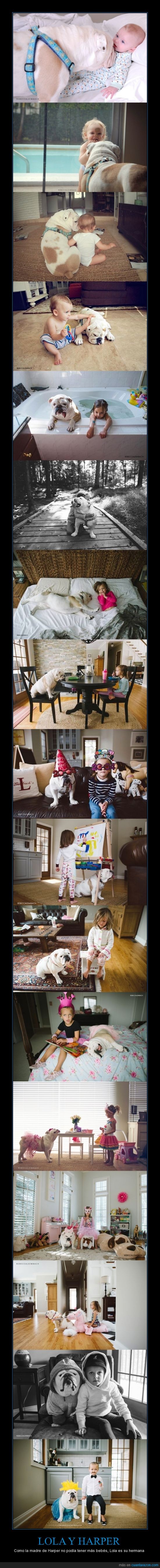 harper,perrro,bulldog,hermana,bebe,crecer,juntas,rebeca leimbach,lola
